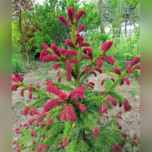 Ель обыкновенная «Рыдал» (Picea abies Rydal)