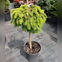 Ель обыкновенная Форманёк на штамбе