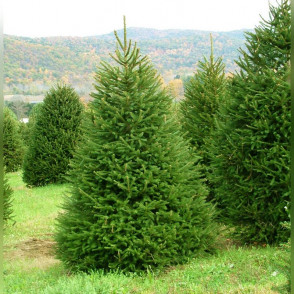 Ель обыкновенная