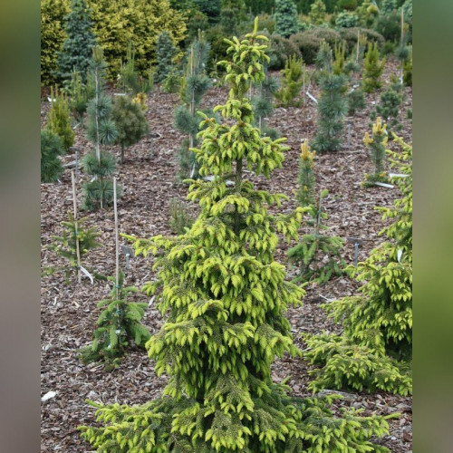 Ель оморика Ауреа (Picea omorika Aurea)