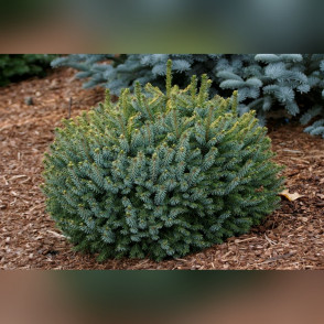 Ель сербская «Карел» (Picea omorika Karel)