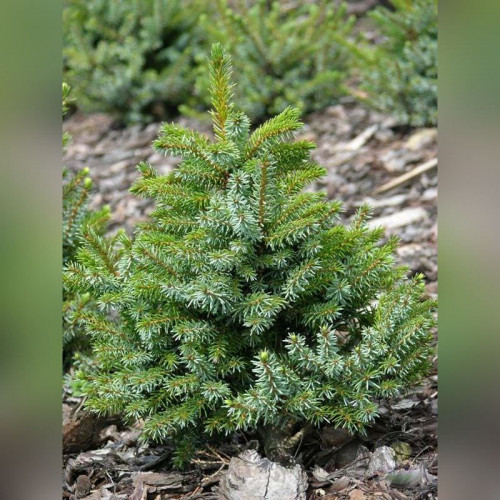 Ель сербская «Нана» (Picea omorika Nana) 