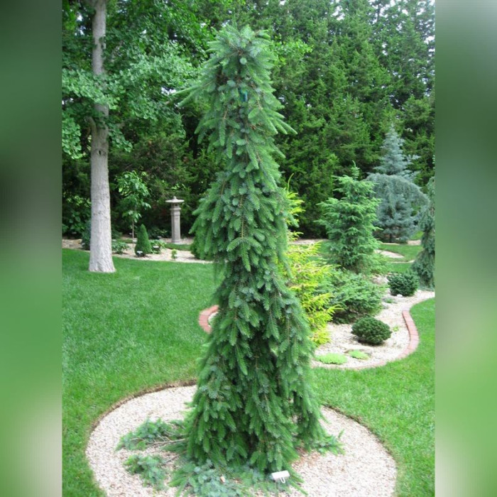 Ель сербская Пендула Брунс (Picea omorika Bruns)