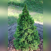 Ель сизая Коника Десембер (Conica December)