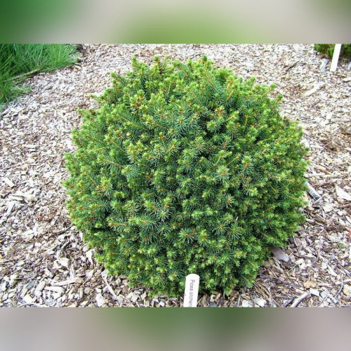 Ель ситхинская Нана (Picea sitchensis Nana)