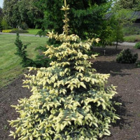 Ель шероховатая «Корник» (Picea asperata Kornik)