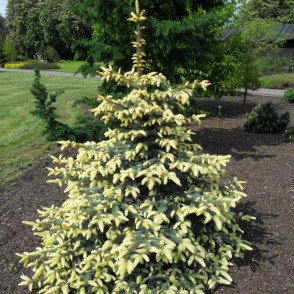 Ель шероховатая «Корник» (Picea asperata Kornik)