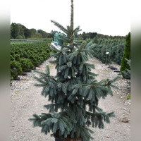 Ель энгельмана Глаука (Picea engelmannii Glauca)