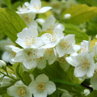 Жасмин (чубушник) Аурея