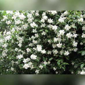 Жасмин (чубушник) Монблан