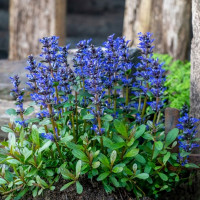 Живучка ползучая