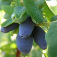 Жимолость «Авача»