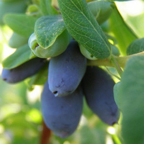 Жимолость «Авача»