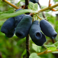 Жимолость «Амфора»