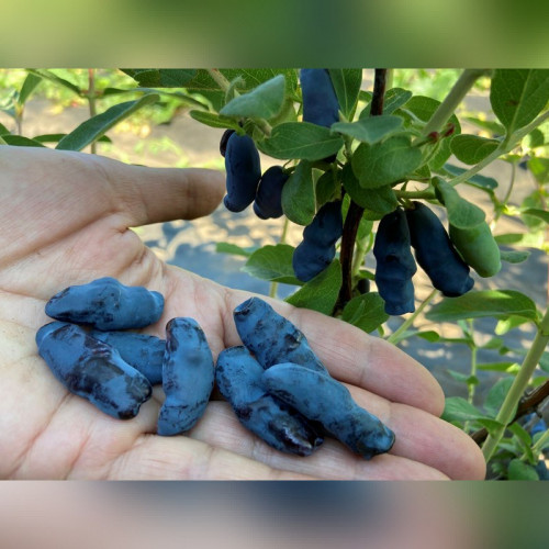 Жимолость «Бакчарский великан»