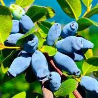 Жимолость «Волхова»