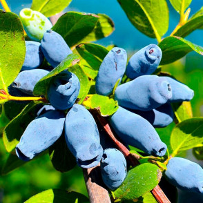 Жимолость «Волхова»