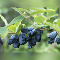 Жимолость «Голубой десерт»