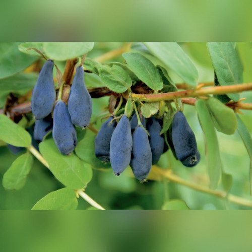 Жимолость «Золушка»