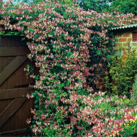 Жимолость «Каприфоль»