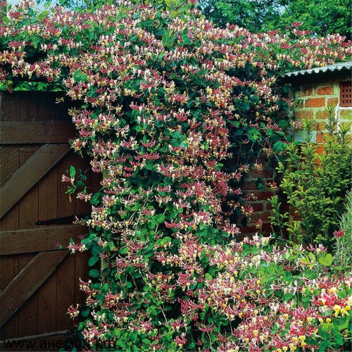 Жимолость «Каприфоль»