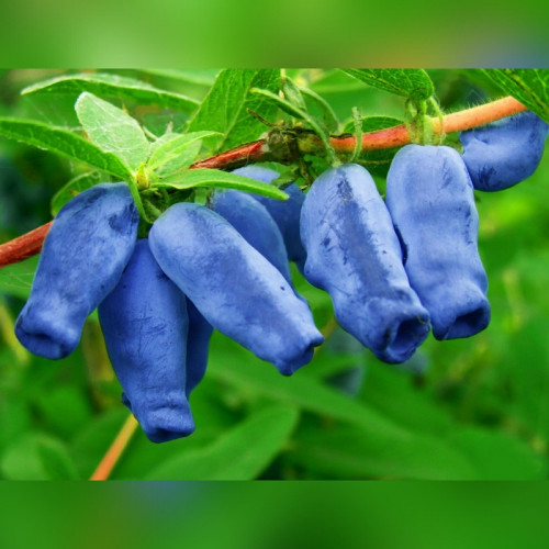 Жимолость «Лакомка»