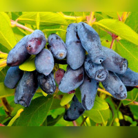 Жимолость «Ленинградский Великан»