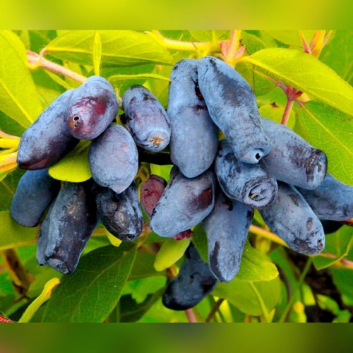 Жимолость «Ленинградский Великан»