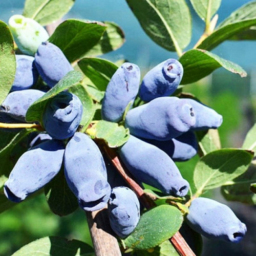 Жимолость «Морена»