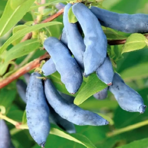 Жимолость «Нимфа»