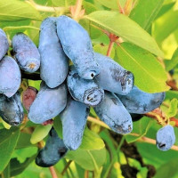 Жимолость «Огненный Опал»