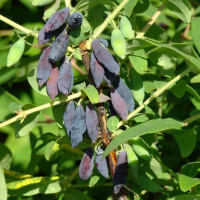 Жимолость «Рената»