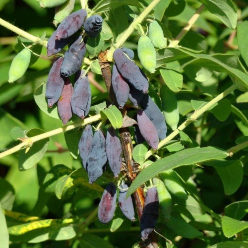 Жимолость «Рената»