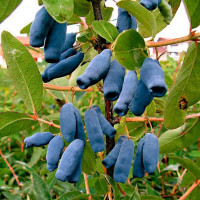 Жимолость «Синяя птица»