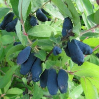 Жимолость «Трое друзей»