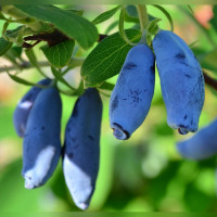 Жимолость Аврора