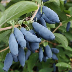 Жимолость Голубой банан