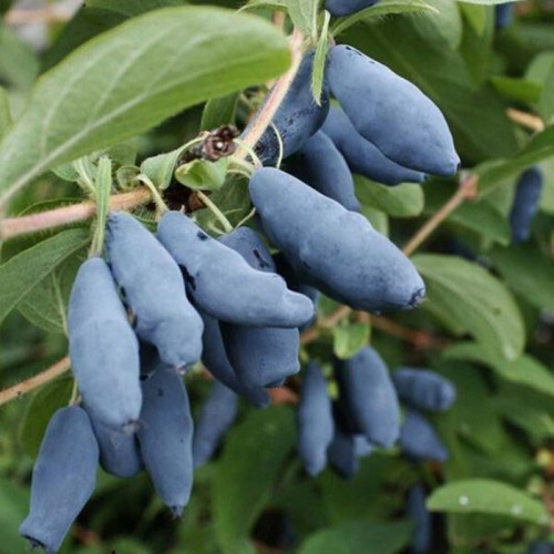 Жимолость Голубой банан