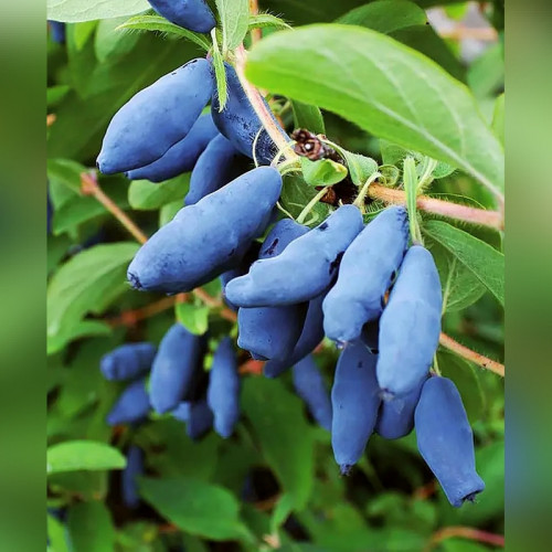 Жимолость Гордость Бакчара