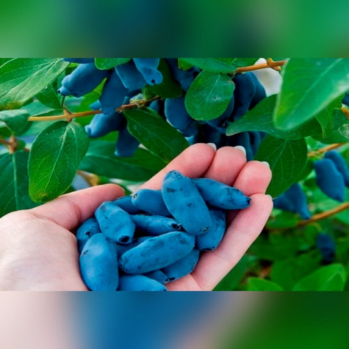 Жимолость Индиго Джем