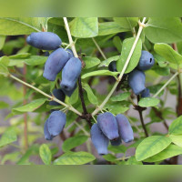 Жимолость Фиалка