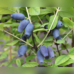 Жимолость Фиалка