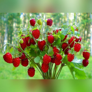 Земляника Барон Солемахер