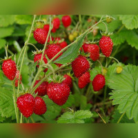 Земляника садовая Александра