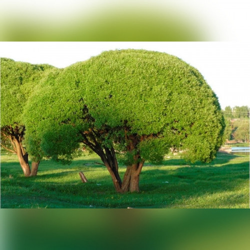 Ива «Булата»