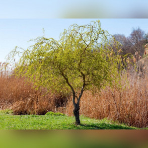 Ива «Матсудана»