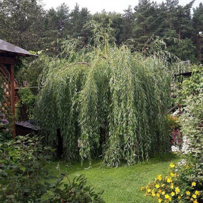 Ива «Плакучий Гном»