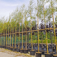 Ива «Стрела купидона»