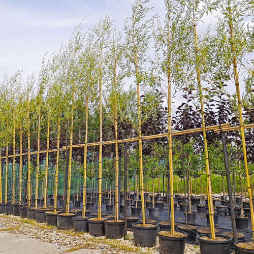 Ива «Стрела купидона»