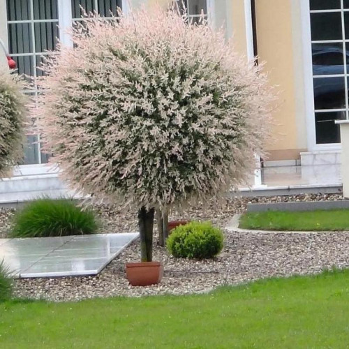 Ива «Хакуро Нишики» на штамбе